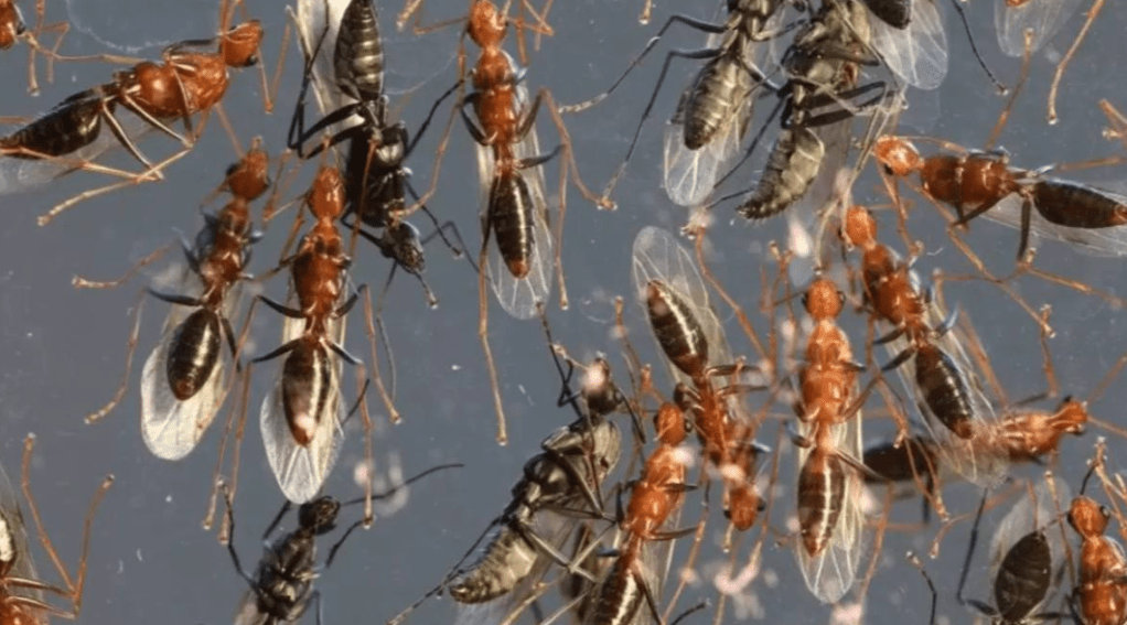 El AMBA vuelve a llenarse de hormigas voladoras: cuál es la&nbsp;causa