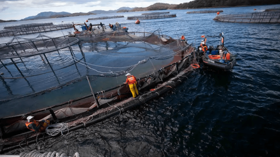 Alertan por posibles consecuencias ecológicas ante la derogación de la normativa anti&nbsp;salmoneras