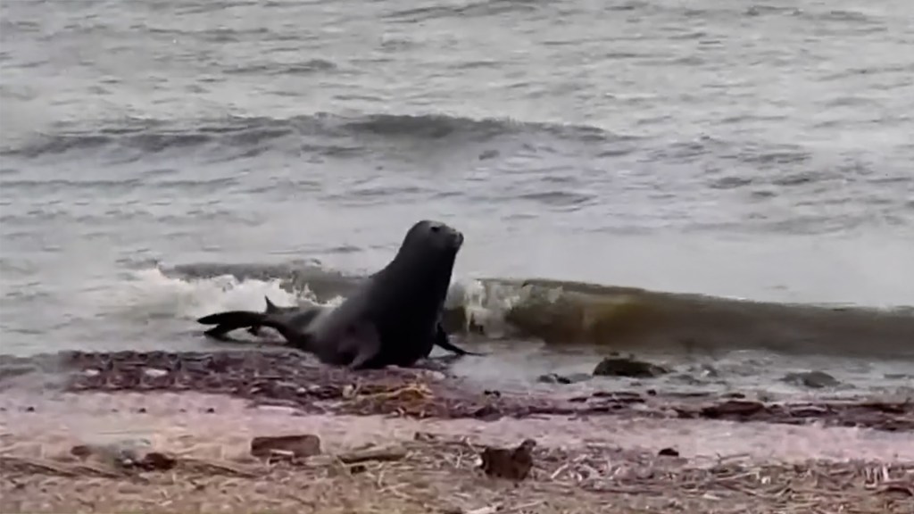 Inesperada aparición de un lobo marino en la costa de Vicente&nbsp;López