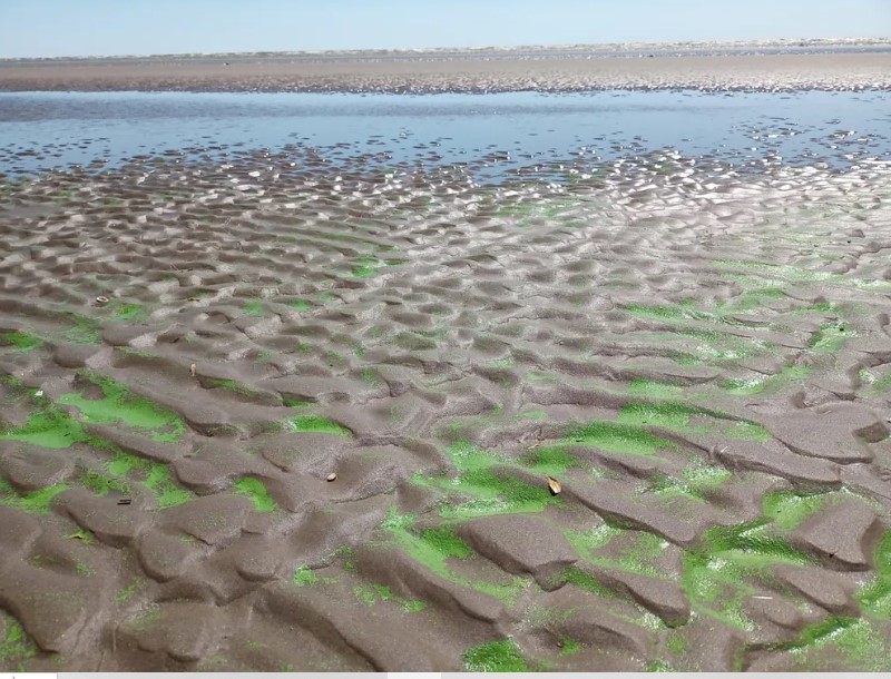 Advertencia por la presencia de cianobacterias en la República de los Niños en La&nbsp;Plata