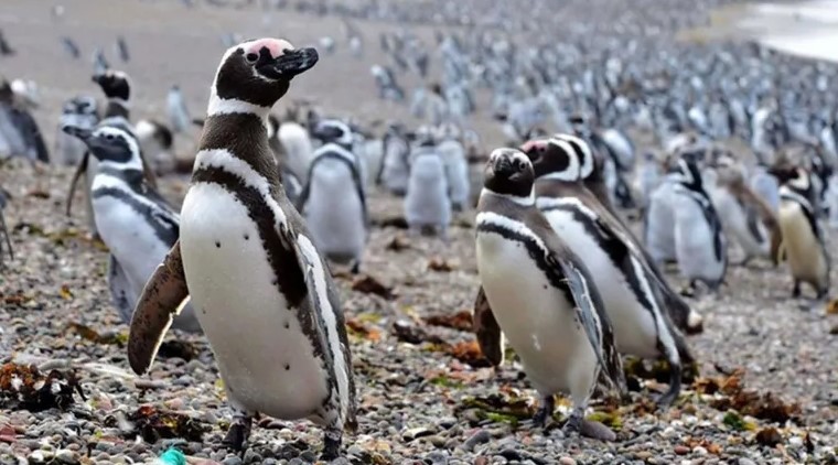 Pingüinos protagonistas de un nuevo streaming del CONICET en&nbsp;Chubut