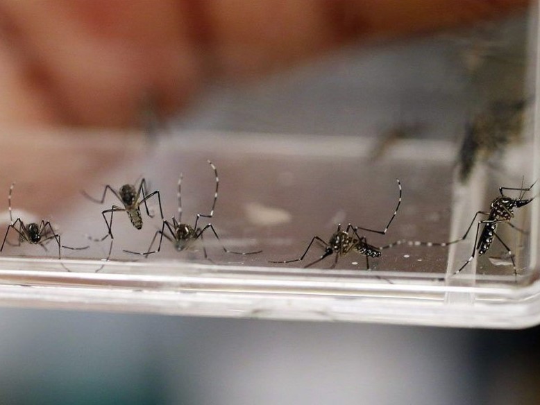 Dengue en Córdoba: un relevamiento detectó un elevado riesgo de&nbsp;contagio