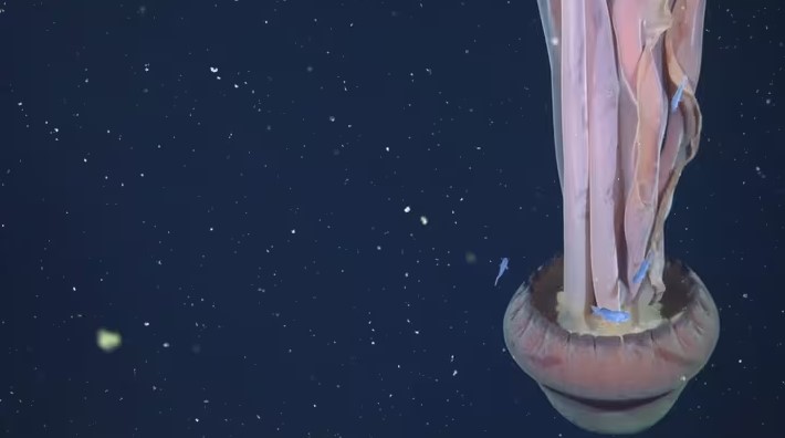 Hallaron en el Mar Argentino una medusa fantasma de 11 metros, según el&nbsp;Conicet