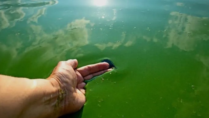 Cianobacterias en Buenos Aires: crecen las áreas bajo&nbsp;alerta