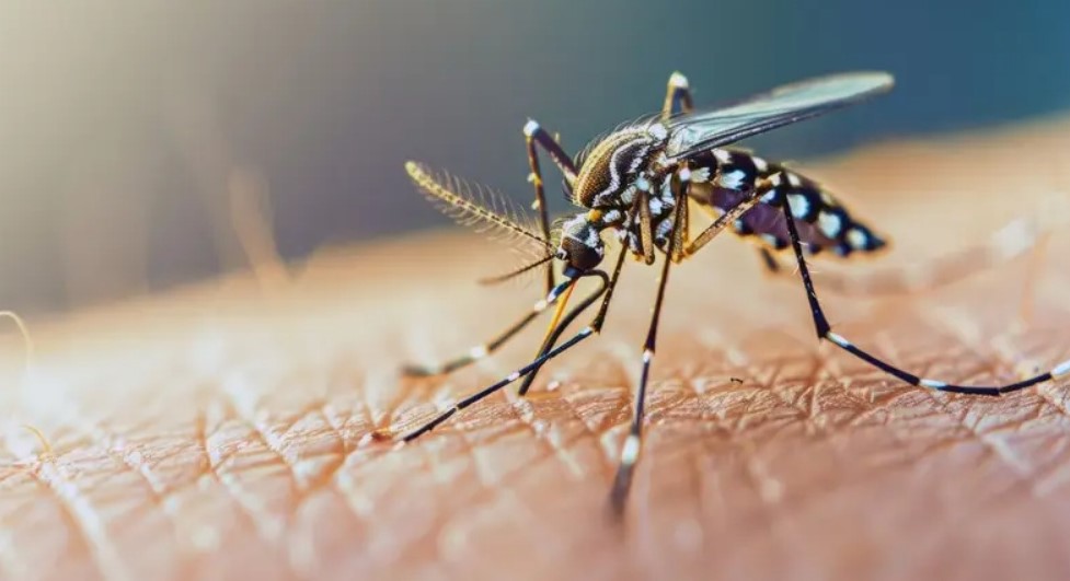 Confirmaron nuevos casos de dengue, uno vinculado a viaje