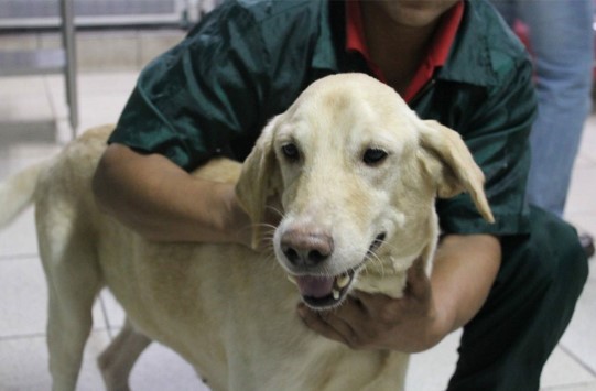 El 75% de las personas necesita mejores recomendaciones para evitar parásitos en sus animales