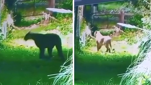 Preocupación en Escobar por la presencia de un puma en un&nbsp;country