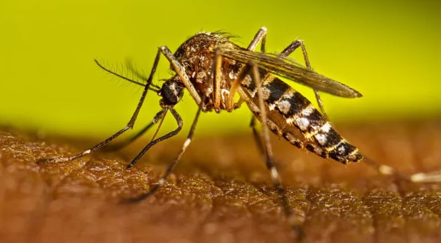 Bajaron los casos de fiebre chikungunya