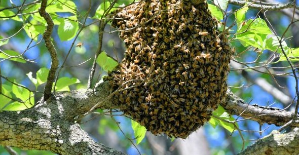 Un argentino fue atacado por un enjambre de abejas durante el terremoto en Colombia 