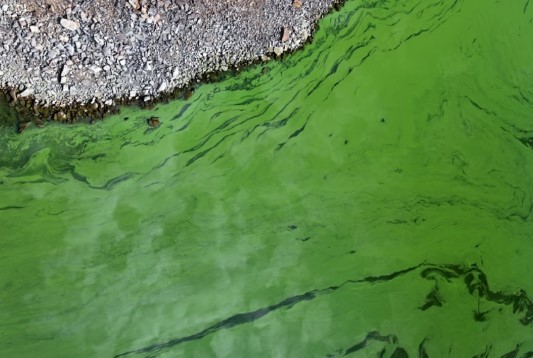 Alerta por cianobacterias: 17 municipios bonaerenses tienen riesgo&nbsp;sanitario