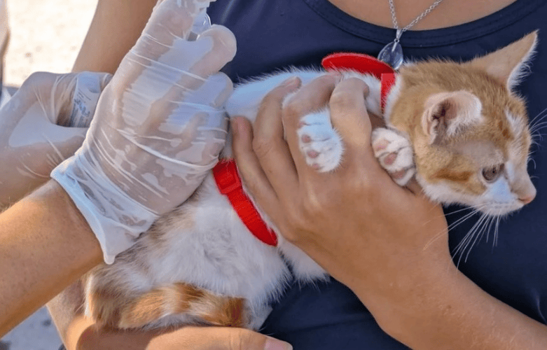 La rabia sigue presente y alertan por la vacunación de mascotas