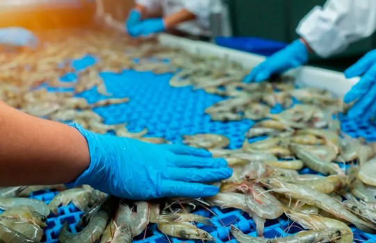 El SENASA estableció nuevas condiciones para la producción comercial de peces